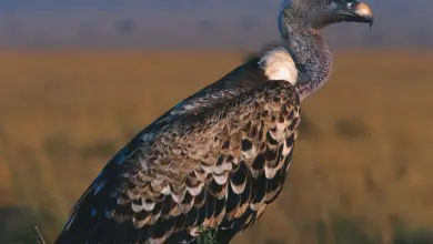 A Griffon Vulture