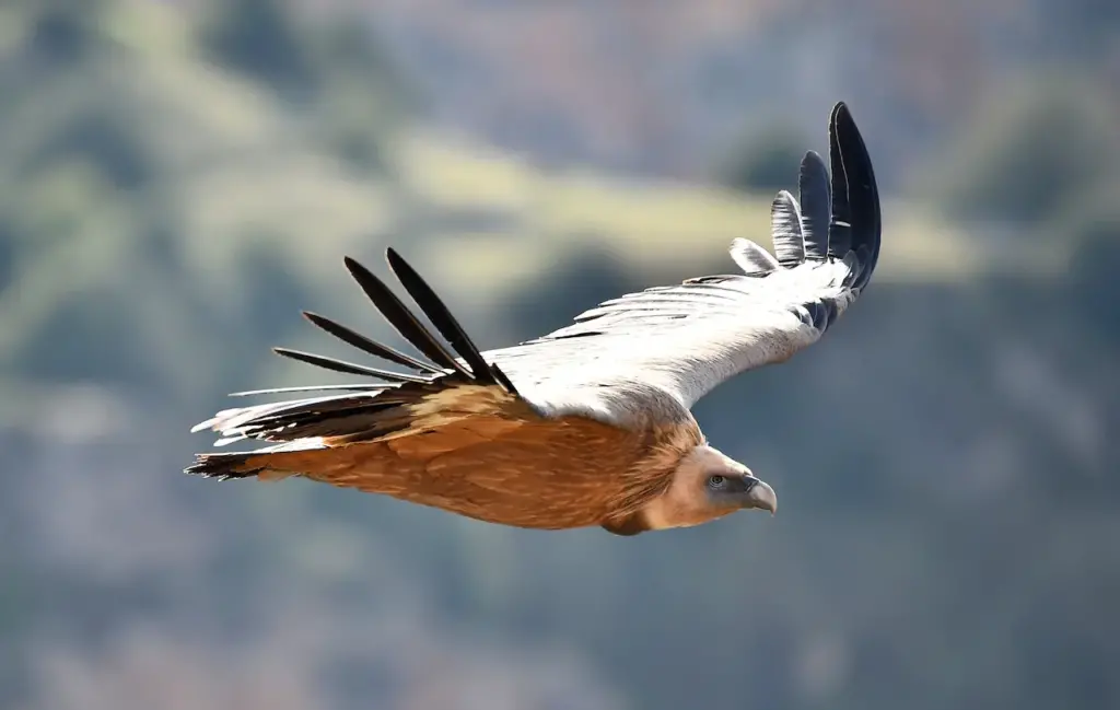 Griffon Vultures is on Flight