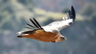 Griffon Vultures is on Flight