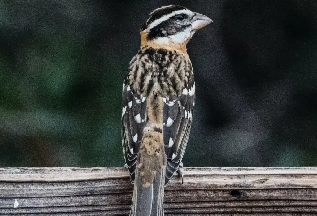 A Black-headed Grosbeak is Sitting on a Wooden Fence.