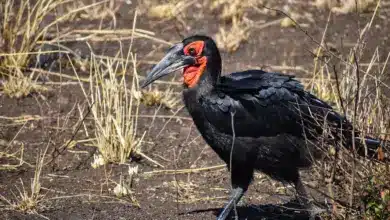 A Ground-hornbill Walking On The Ground