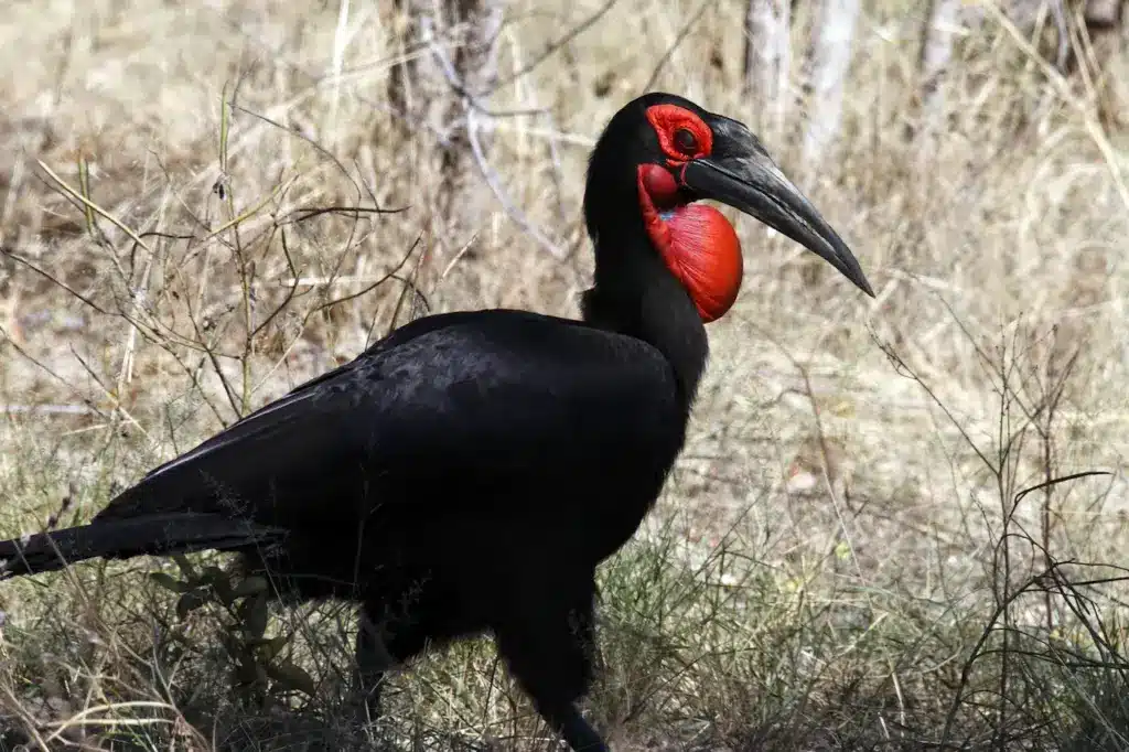 Ground-hornbills Standing on the Ground