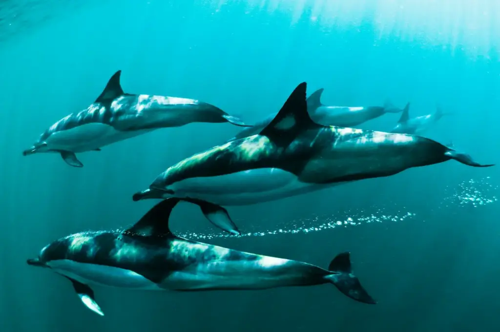 Group Of Dolphins Swimming