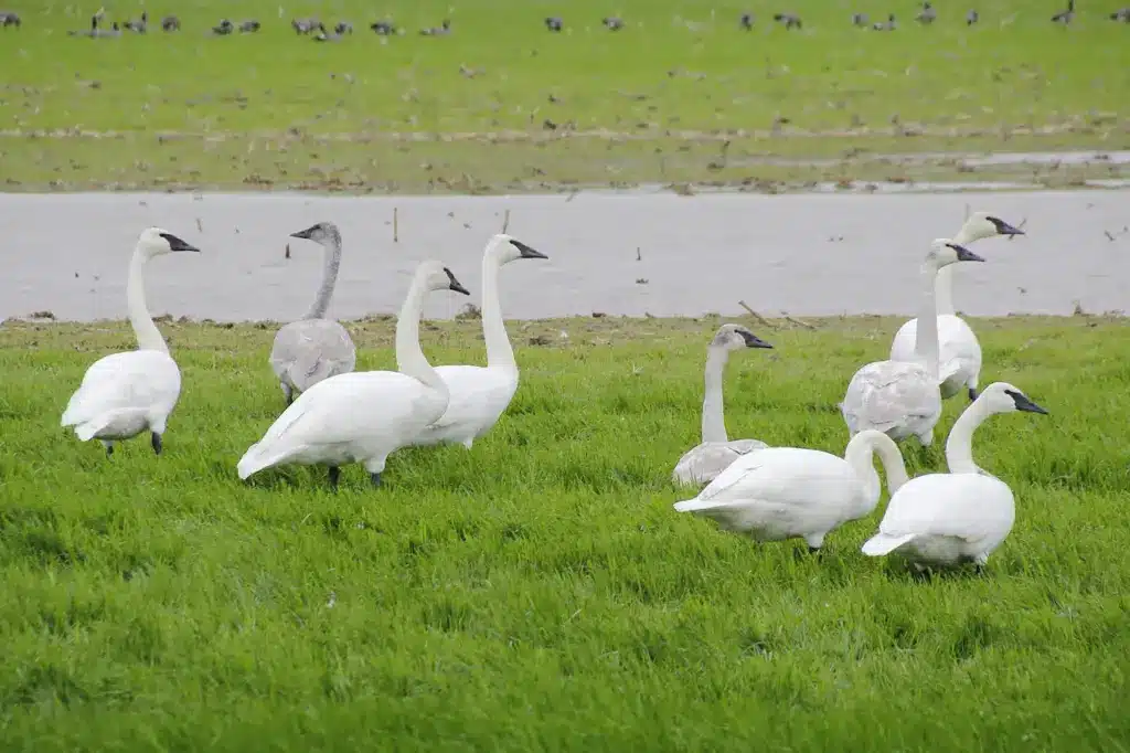Group Of Trumpeter Swans Resting On A Field