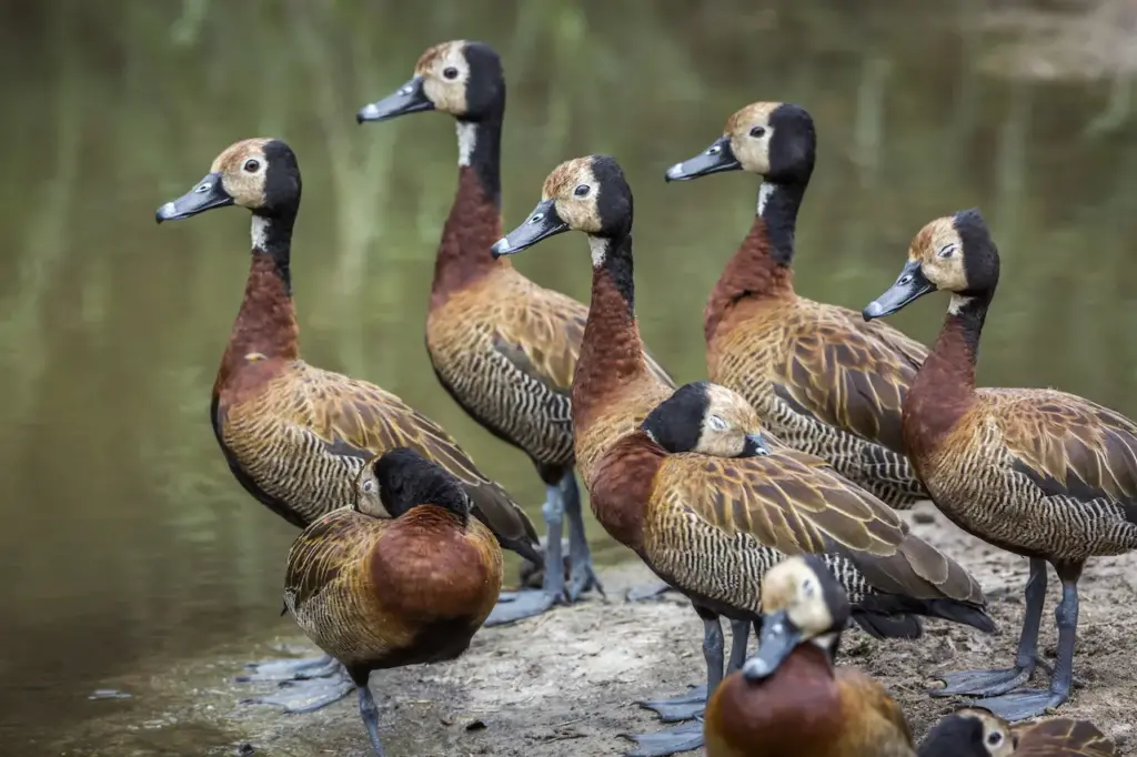 A Group Of White faced Whistling-Duck 