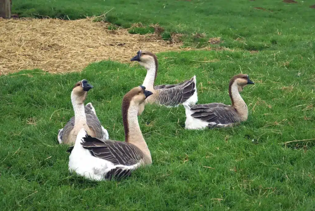 Group of African Geese on the Grass 