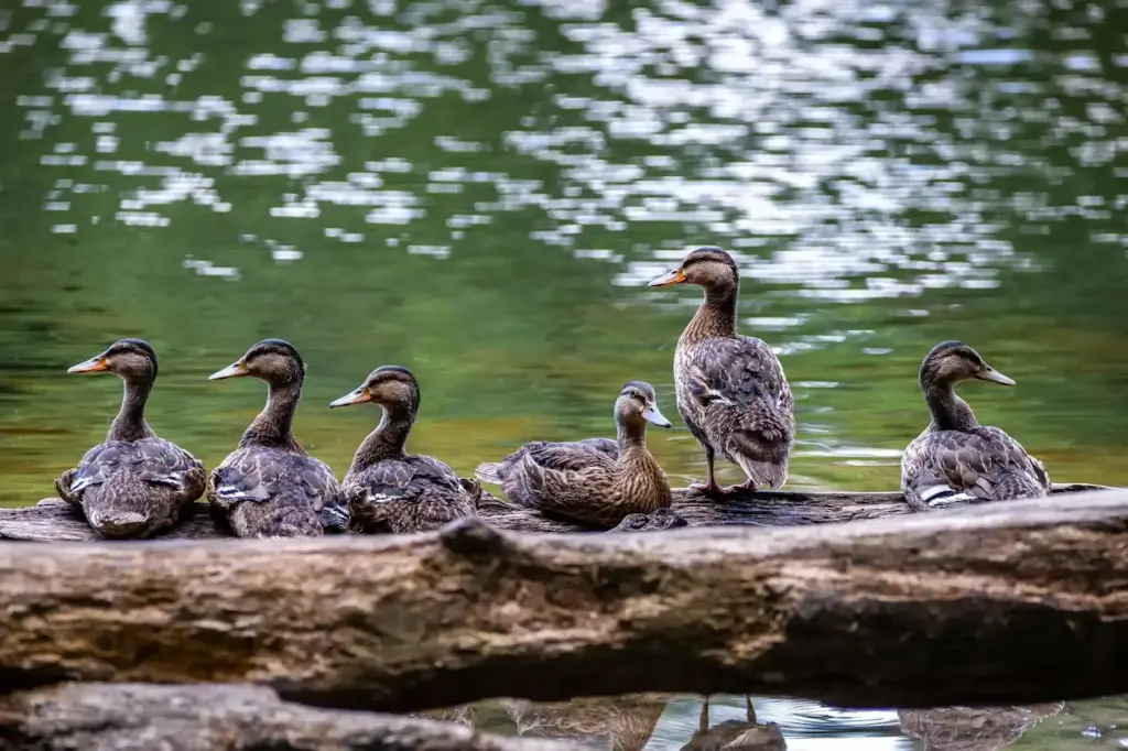 A Group of American Black Ducks Perched On A Lakeshore
