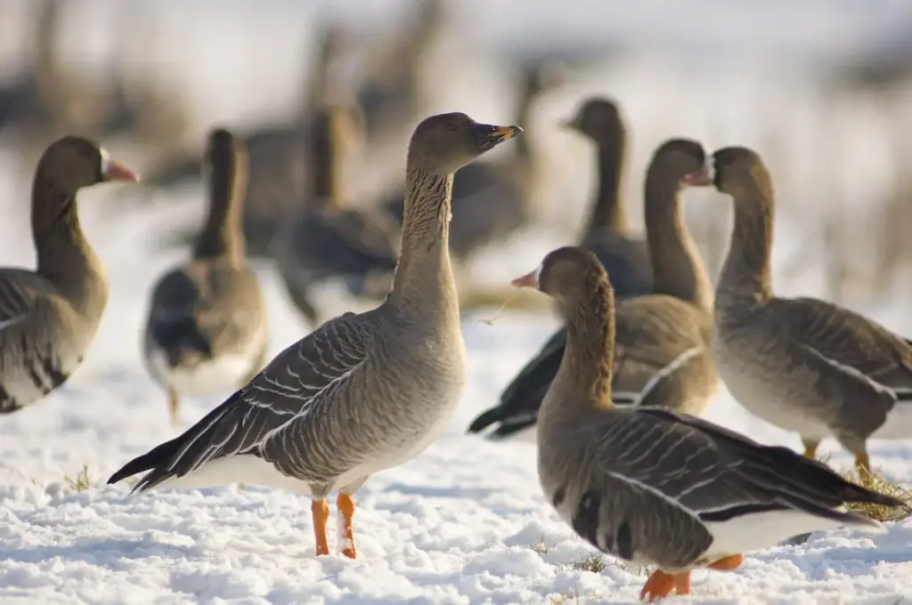 Group of Bean Goose 