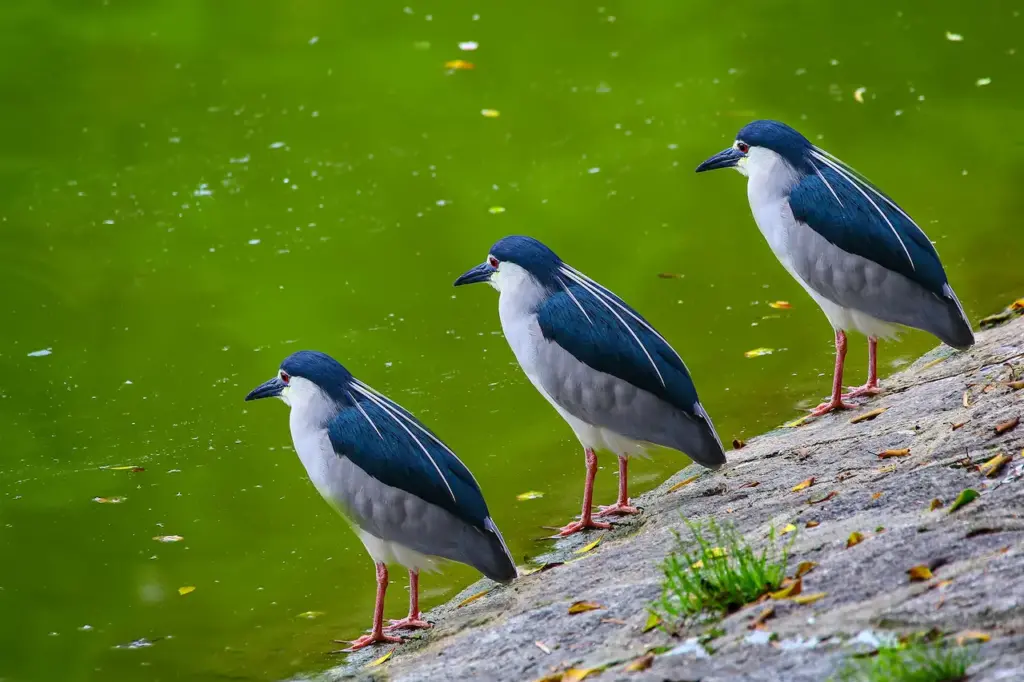 Group of Black-crowned Night Herons Next to a Water 