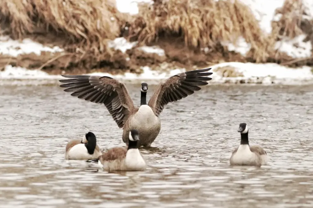 Group of Canadian Geese Image 