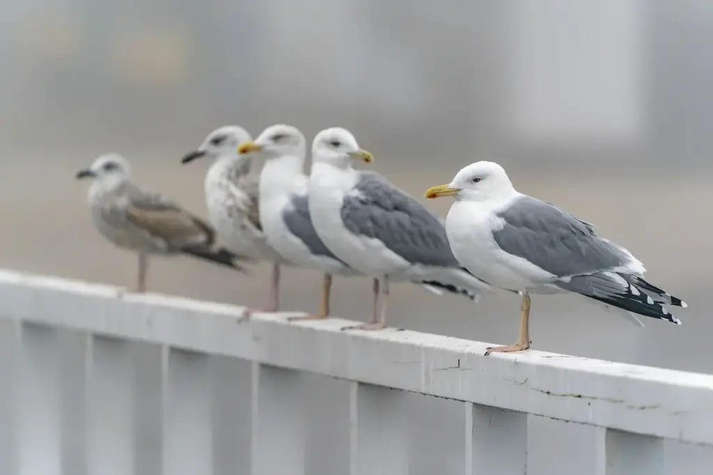Group of Caspian Gulls Standing on a Hand Rail 