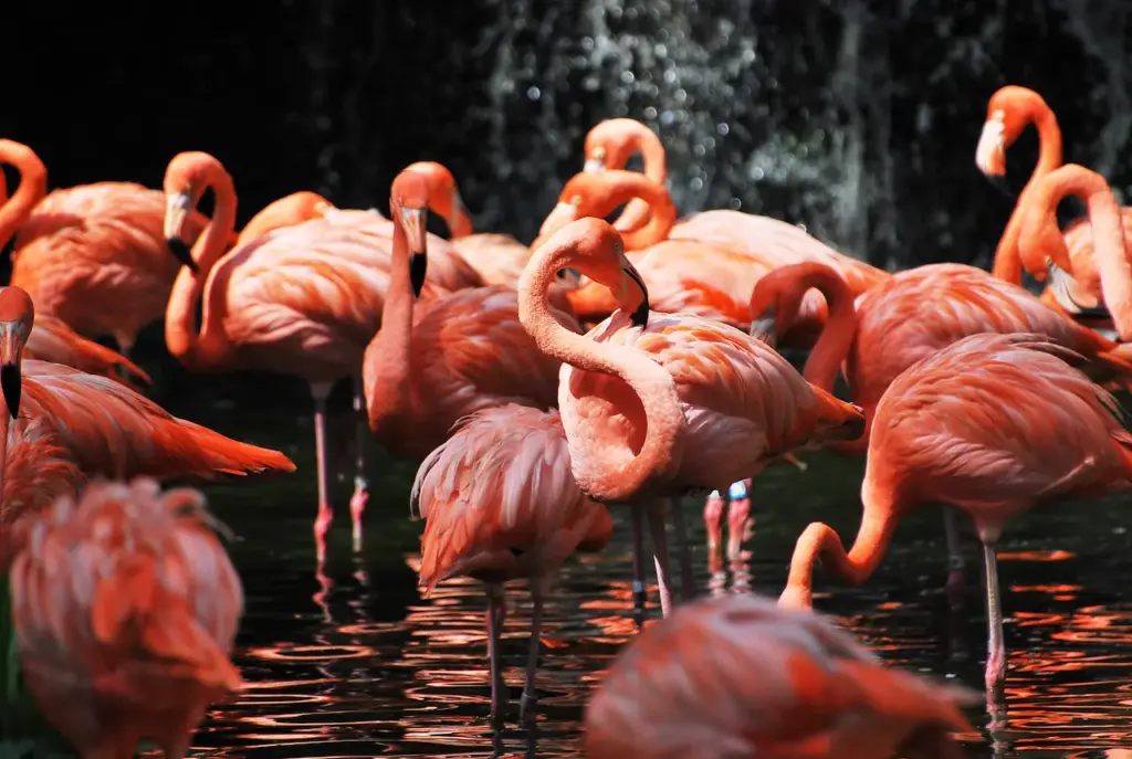 Group of Flamingos 