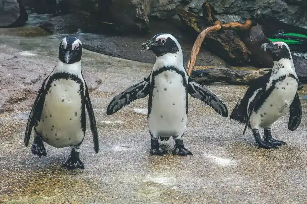 Group of Galápagos Penguins 