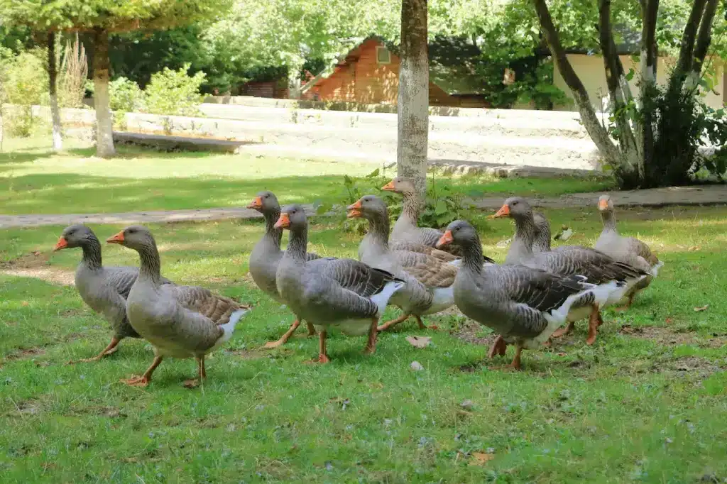 Group of Gray Geese GRazing Near Lake in Park