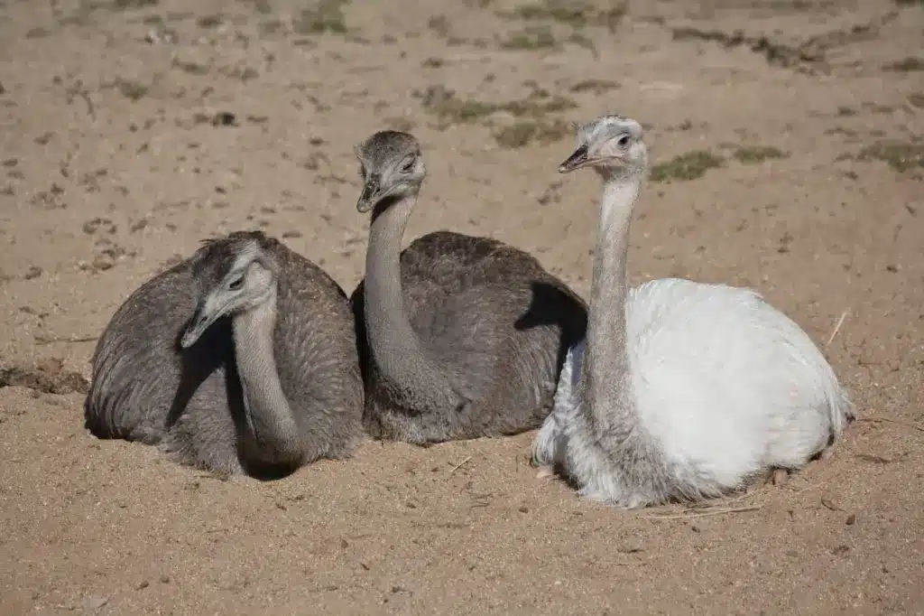 Group of Greater Rheas