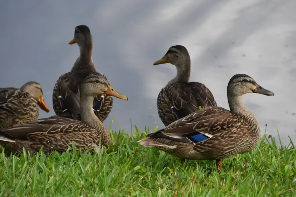 Group of Mottled Ducks Near Water 