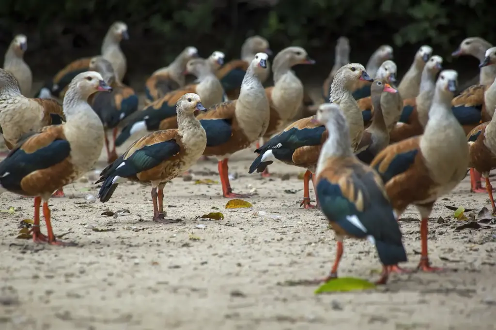Group of Orinoco Geese on a Beach 