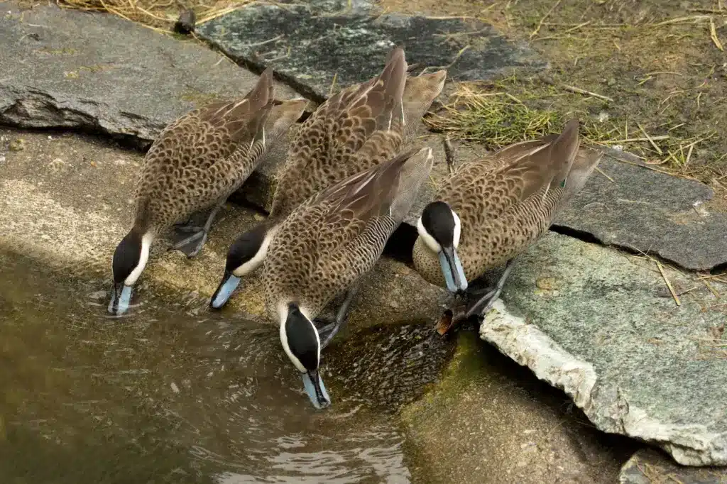 Group of Silver Teals Drinking Water