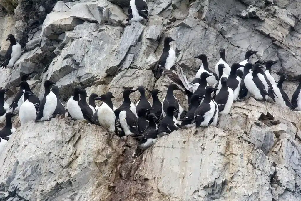Group of Thick-billed Murres 