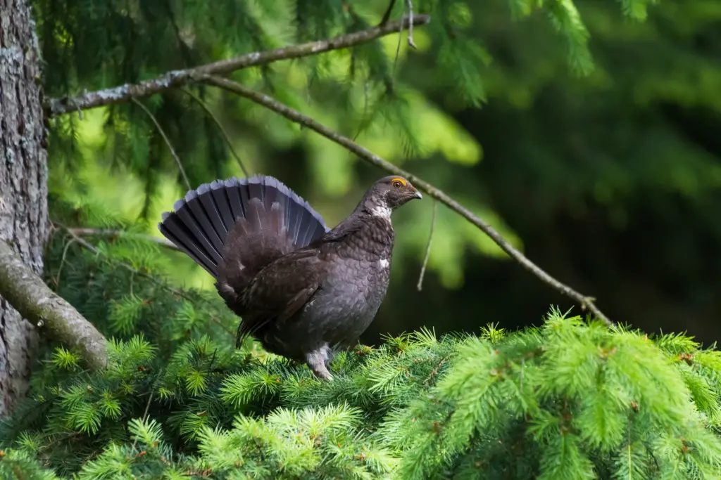 Grouse Standing on Pine Tree 