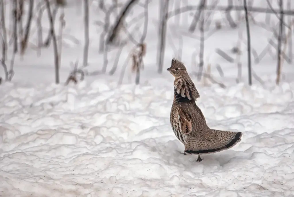 Grouse in the Snow 