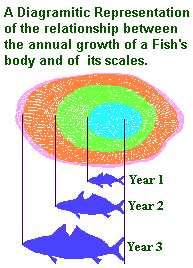Growth Scale Chart