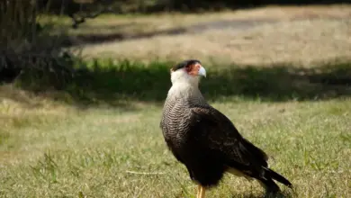 A Guadalupe Caracara Standing In The Ground