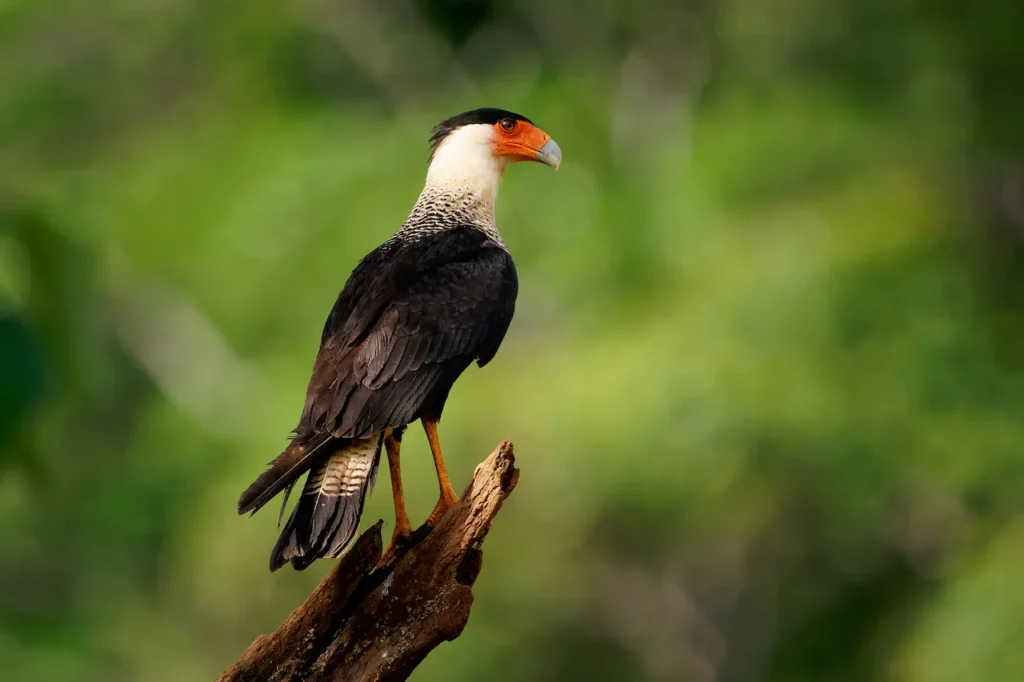 Guadalupe Caracaras