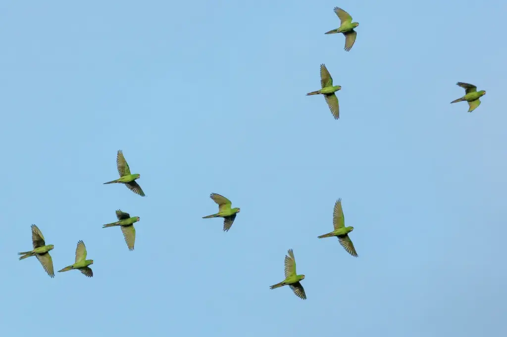A Guaiabero Parrots Flying