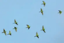 A Guaiabero Parrots Flying