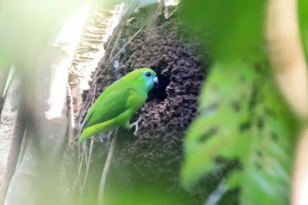 Guaiabero Parrots On A Tree (Bolbopsittacus)