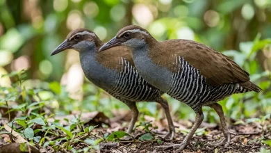 Guam Rails (Gallirallus owstoni)