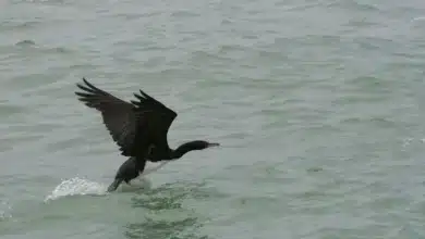 Guanay Cormorants Looking for Food in the Sea