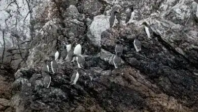 The Group Of A Guillemots Are On The Clip