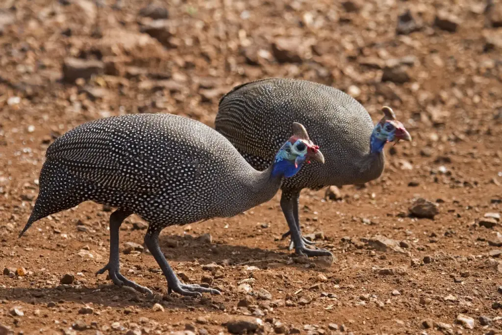 Two Guinea Fowl Looking For Food 