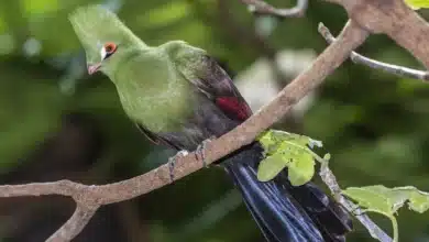 Guinea Turacos