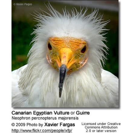 Canarian Egyptian Vulture or Guirre
