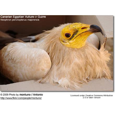Canarian Egyptian Vulture or Guirre