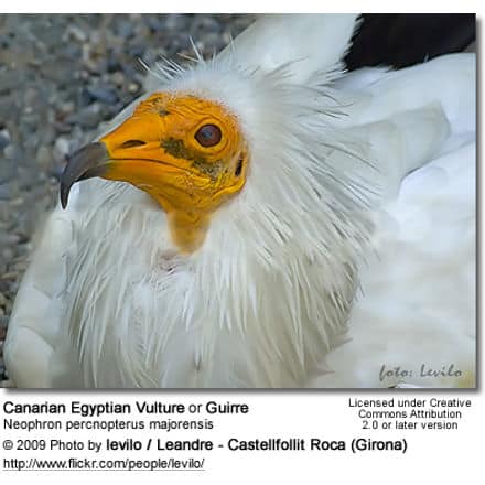 Canarian Egyptian Vulture (Neophron percnopterus majorensis), or Guirre