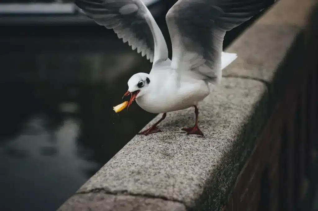 A Gull-billed Tern Eating