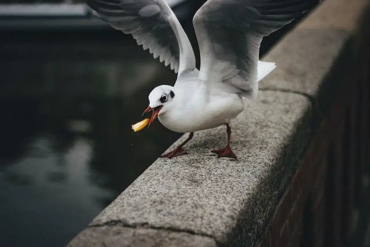 A Gull-billed Tern Eating