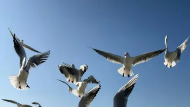 Gulls Flying Over the Sky