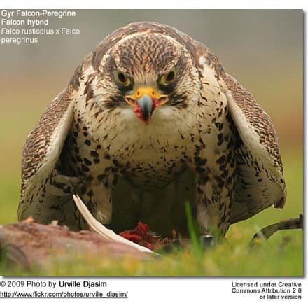Gyr Falcon-Peregrine Falcon hybrid