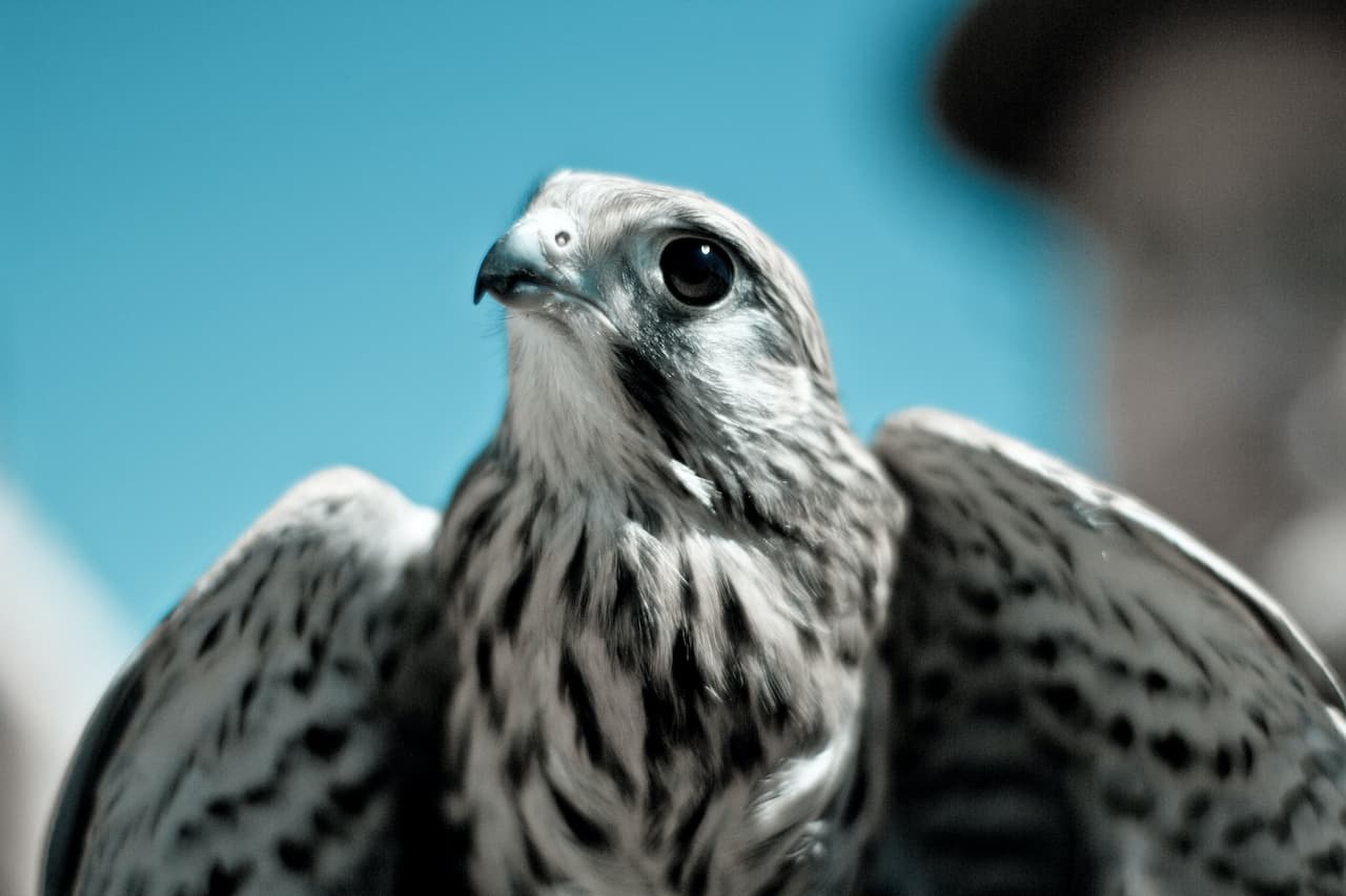 A little white Gyrfalcon spreading its wings to fly.