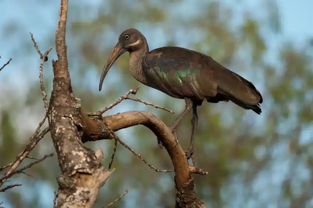 A Hadada Ibis Perched On The Tree