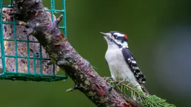 The Hairy Woodpecker Perched In A Tree