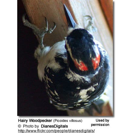 Hairy Woodpecker (Picoides villosus)