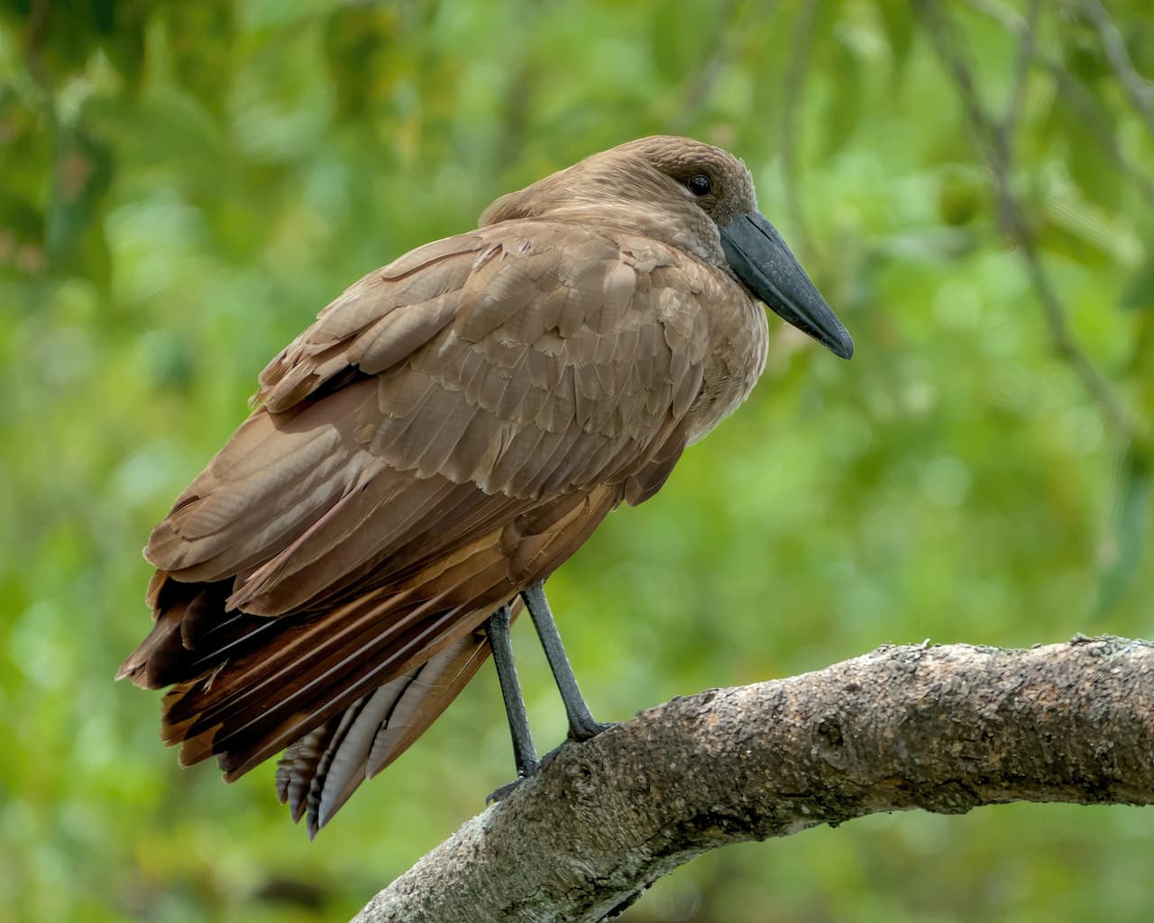 A Brown Bird Sitting On The Tree Hamerkop