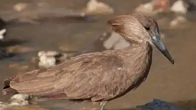 Hamerkop on the Water
