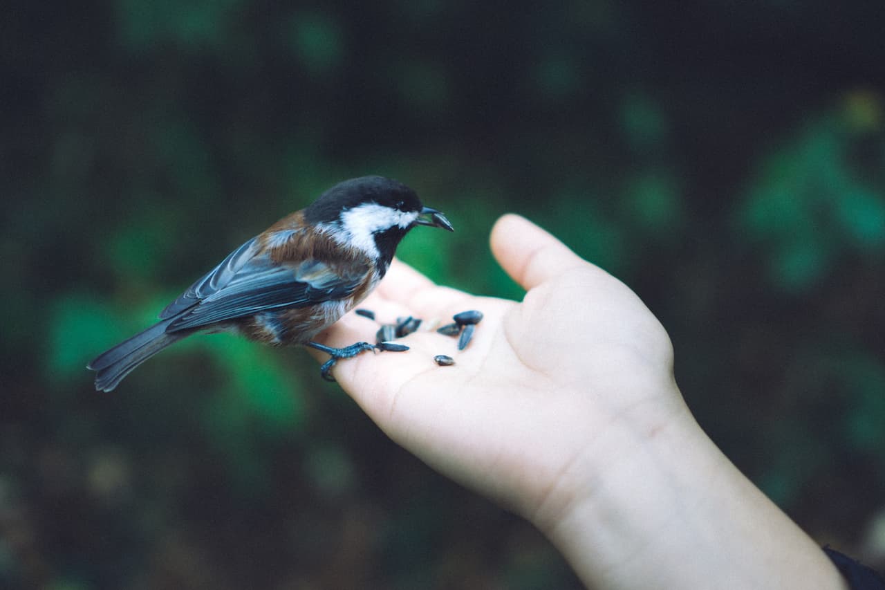Hand Taming Wild Birds